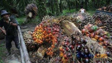 Harga CPO Melemah Didorong Penurunan Permintaan India